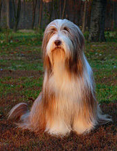 Darcy Bearded Collie